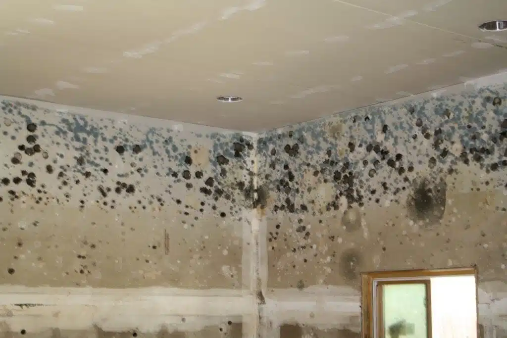 Mold damage remediation and prevention